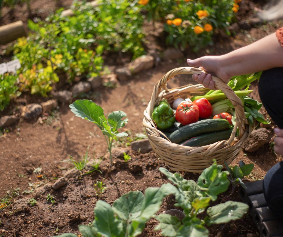 Creating a Raised Bed Garden