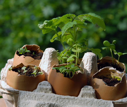 Starting an Eggshell Garden